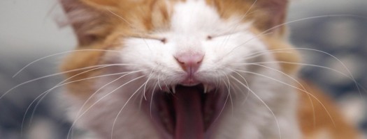 Cat Behavior Demystified: Video Translates Feline Language For Human Folks