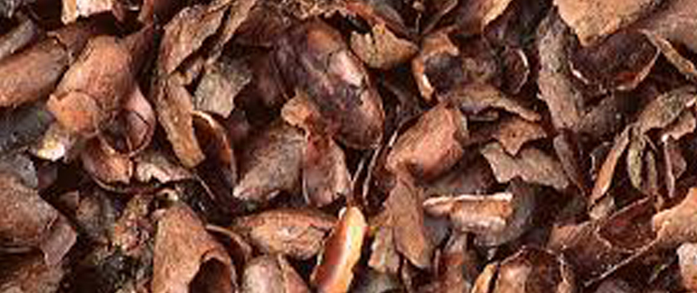 Cocoa Mulch – Toxic to Dogs & Cats